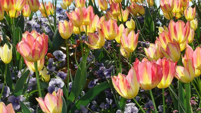 Tulpen (Foto: Rolf Zahnd)
