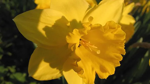 Frühling: Blütenpracht (Foto: Kirchenweb Bilder) Frühling: Blütenpracht (Foto: Kirchenweb Bilder)